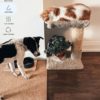 Eco-Friendly Dog Bed DIY