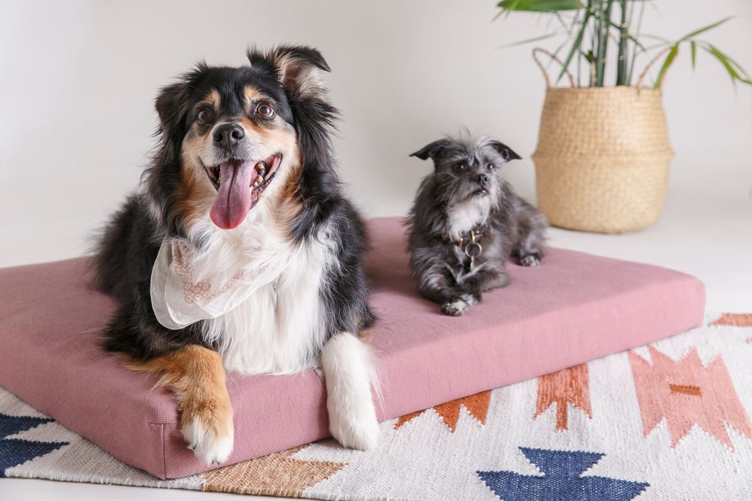 The Best Dog Beds that are also All-Natural | the urbivore