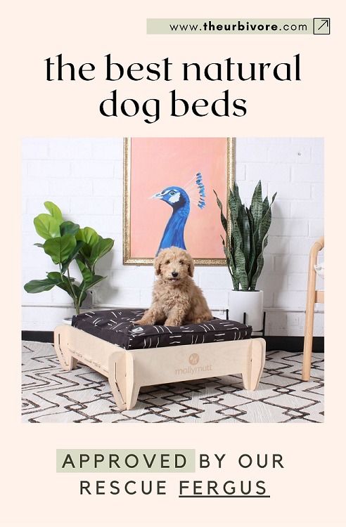 The Best Dog Beds that are also All-Natural (Approved by our rescue Fergus)